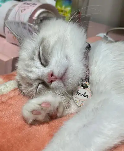 Pet dog cat tags, View more