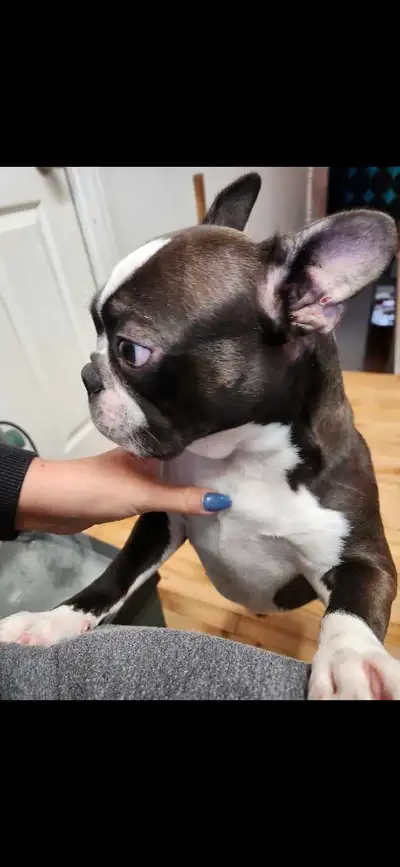 Boston terrier femelle adulte, View more