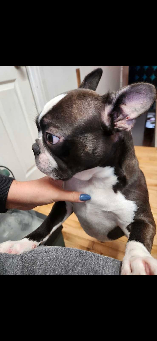 Boston terrier femelle adulte dans Chiens et chiots à adopter  à Laval/Rive Nord
