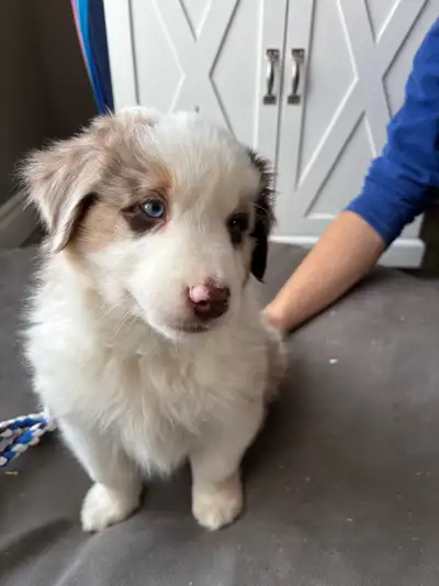 Berger australien, View more