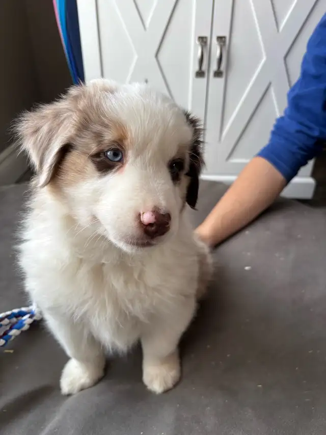 Berger australien in Dogs & Puppies for Rehoming in Victoriaville - Image 2