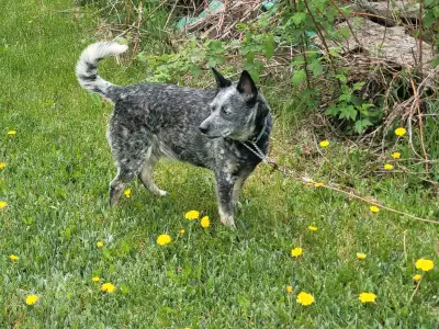 Blue heeler, View more