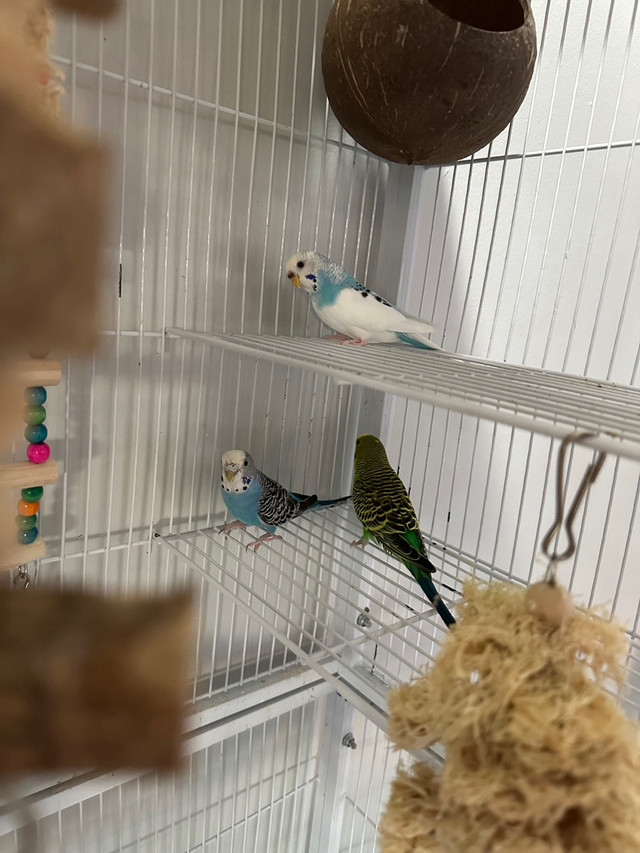 Proven breeding budgie trio. 2 female and 1 male  in Birds for Rehoming in Trenton