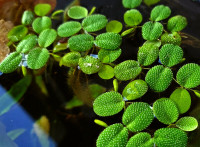 Water Spangles (Salvinia minima) Floating Aquatic Plant