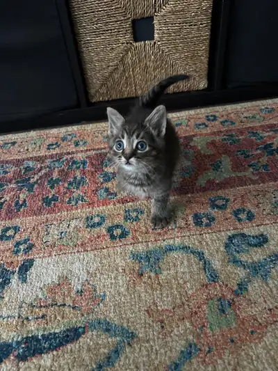 Cute Kitten Looking for a New Home, View more