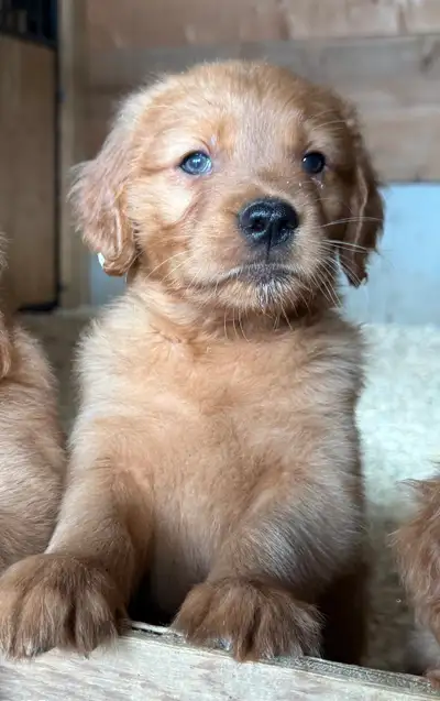 Golden Retriever Puppies CKC Registered, View more
