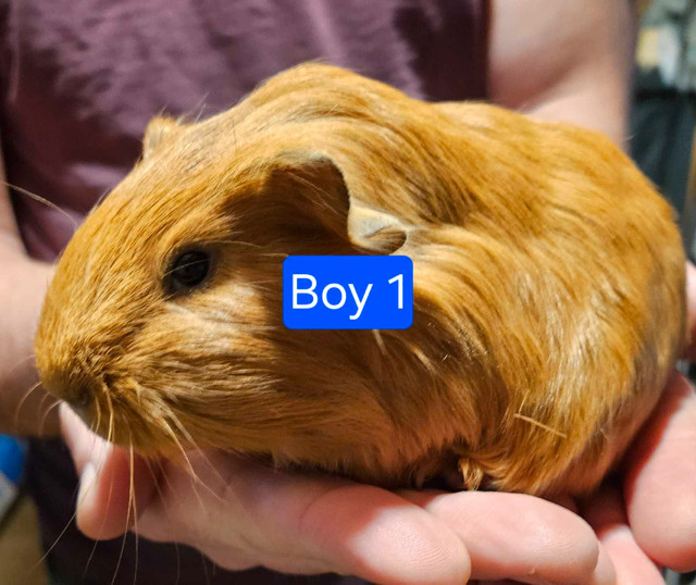 Baby Guinea Pigs in Small Animals for Rehoming in Moncton