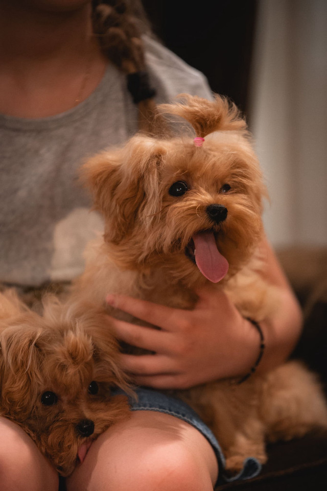 Maltipoo Puppies TeddyBear Maltipoo tiny size in Dogs & Puppies for Rehoming in Winnipeg - Image 4