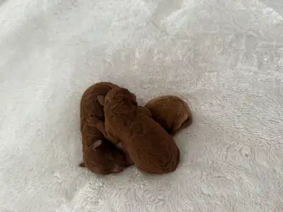 MICRO & TINY TINY TOY POODLES, View more
