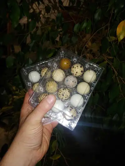 Je vend des douzaine d'œufs de caille fécondé pour 10$ la douzaine Vous pouvez m'écrire au 450 357 6...