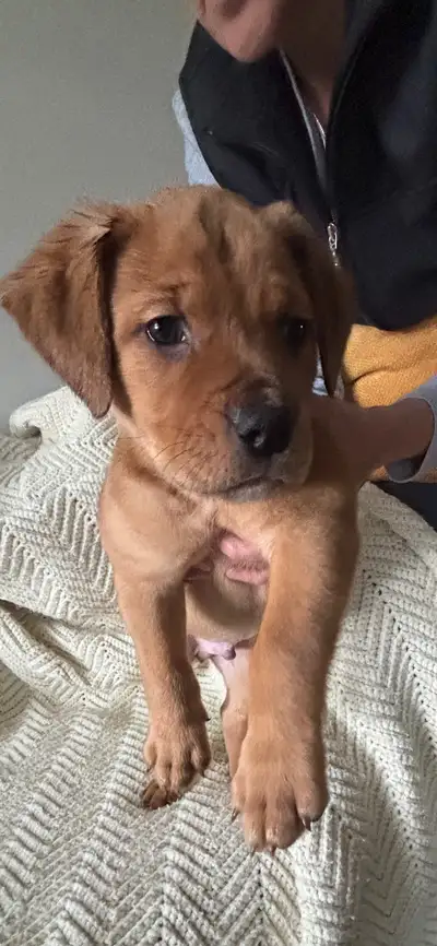 9 WK OLD PUPPIES: Rottweiler/American Bulldog/Bull Mastiff mix, View more