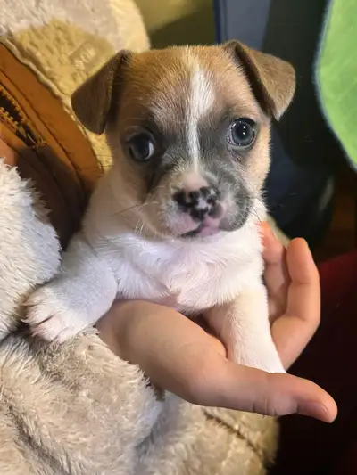 Beautiful frenchie mix female, View more