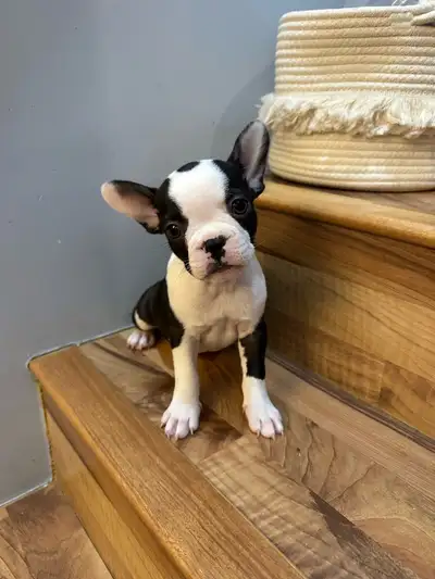 We have a beautiful litter of Frenchton puppies almost ready for the forever homes. Pictures 1-5 are...