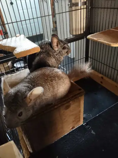 chinchillas, View more