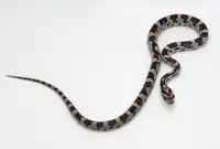 serpent des bles anery, corn snake