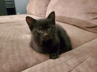 Magnifique chaton mâle noir 9 semaine