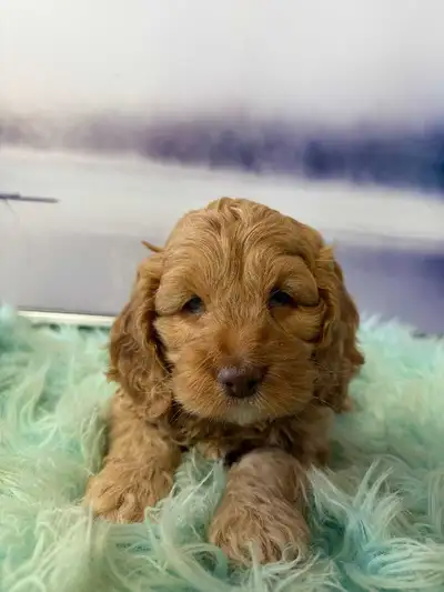 Cockapoo Puppies(2 Puppies Left), View more