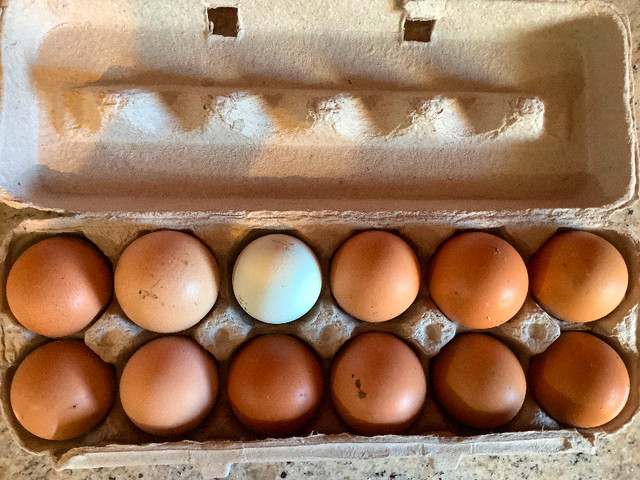 Free range Chicken eggs in Livestock in Windsor Region