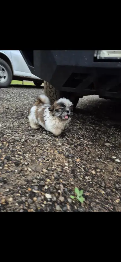 Beautiful Baby Shihtzu boy is looking for his new home. He loves children and even gets along with c...