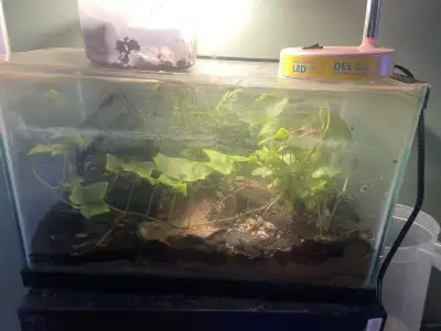 Tons of dairy cow isopods for sale. Start your own culture today! $1 each (There will likely be spri...