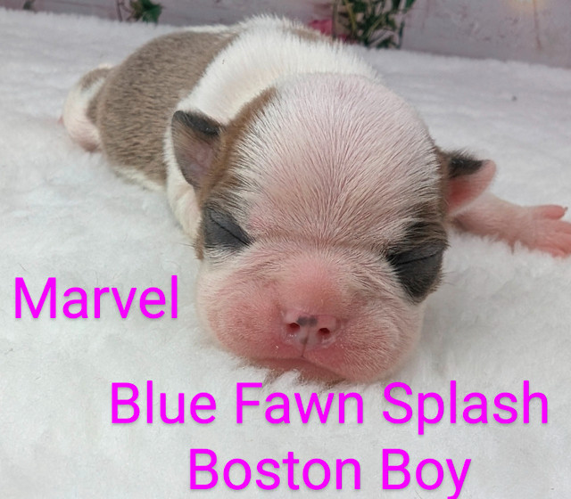 Boston Terrier puppies have arrived! in Dogs & Puppies for Rehoming in Saint John - Image 3