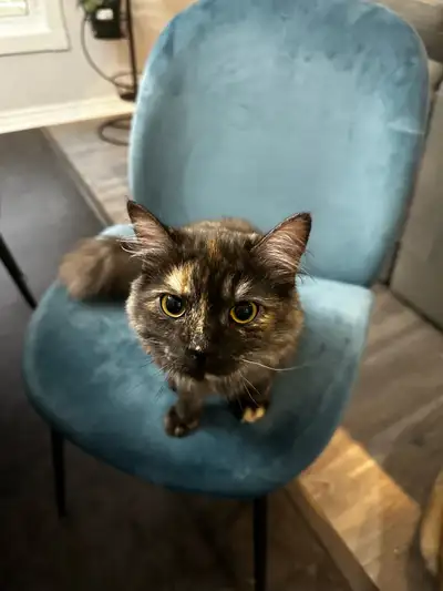 Loving Home Wanted for Gigi – Sweet Highland Lynx , View more