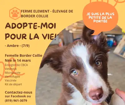 ENGLISH VERSION BELOW Chiots Border Collie Pure Race Nés le 14 mars 2025 Il reste 1 femelle : 1 brun...