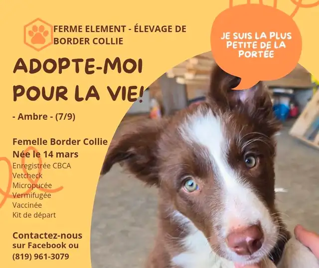 Chiot Border Collie CBCA / CBCA Border Collie Puppy in Dogs & Puppies for Rehoming in Gatineau - Image 2