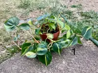 Philodendron Jade Sedum