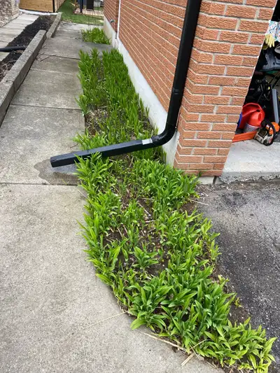 FREE- If you are looking for Lillies for your gardens, please come and dig up as many as you want. F...