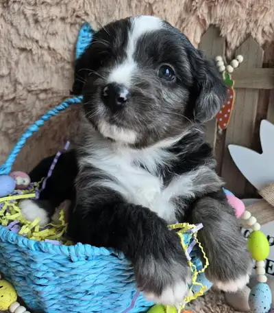 Mini & Micro Bernedoodle puppies, View more