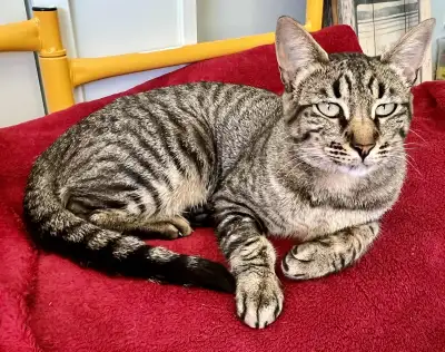 Delia deserves a loving forever home. Spayed, vaxxed, chipped, View more