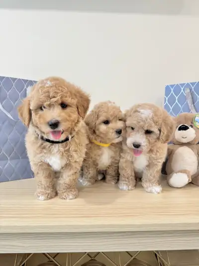 Serious inquiries only, please. We have adorable Bichon Toy Poodle puppies ready to join their forev...