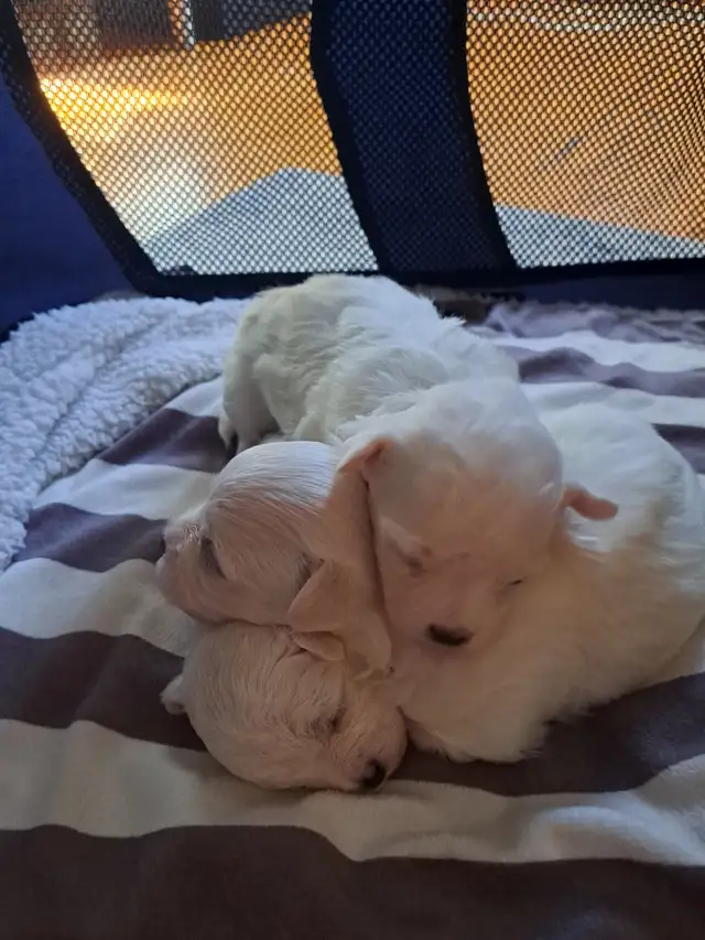 Purebred Maltese Puppies For Sale in Dogs & Puppies for Rehoming in Oshawa / Durham Region - Image 9