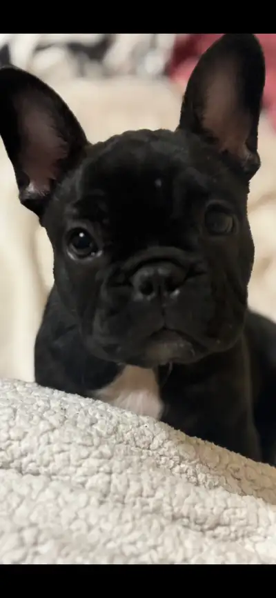 Hello meet Clover. Clover is a purebread french bull dog born March 4th/2025. She is the most loving...