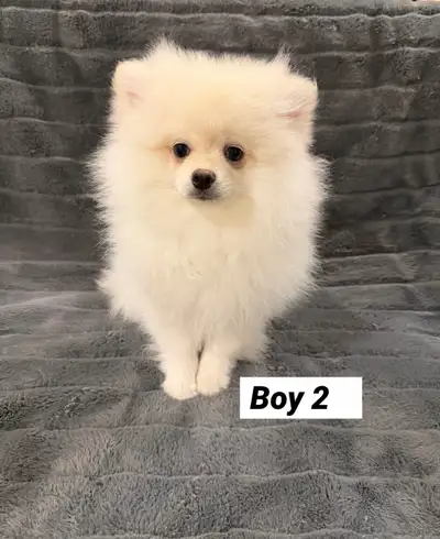 Pomeranian puppy, View more