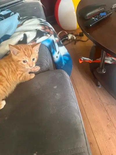 Chaton 3 femelle un mal 200$ ch, View more