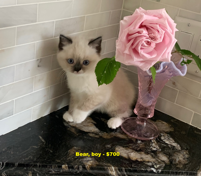 Scottish Dolls Kittens, View more