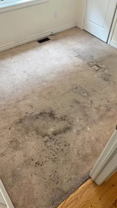 Carpet And Upholstery Cleaner, View more