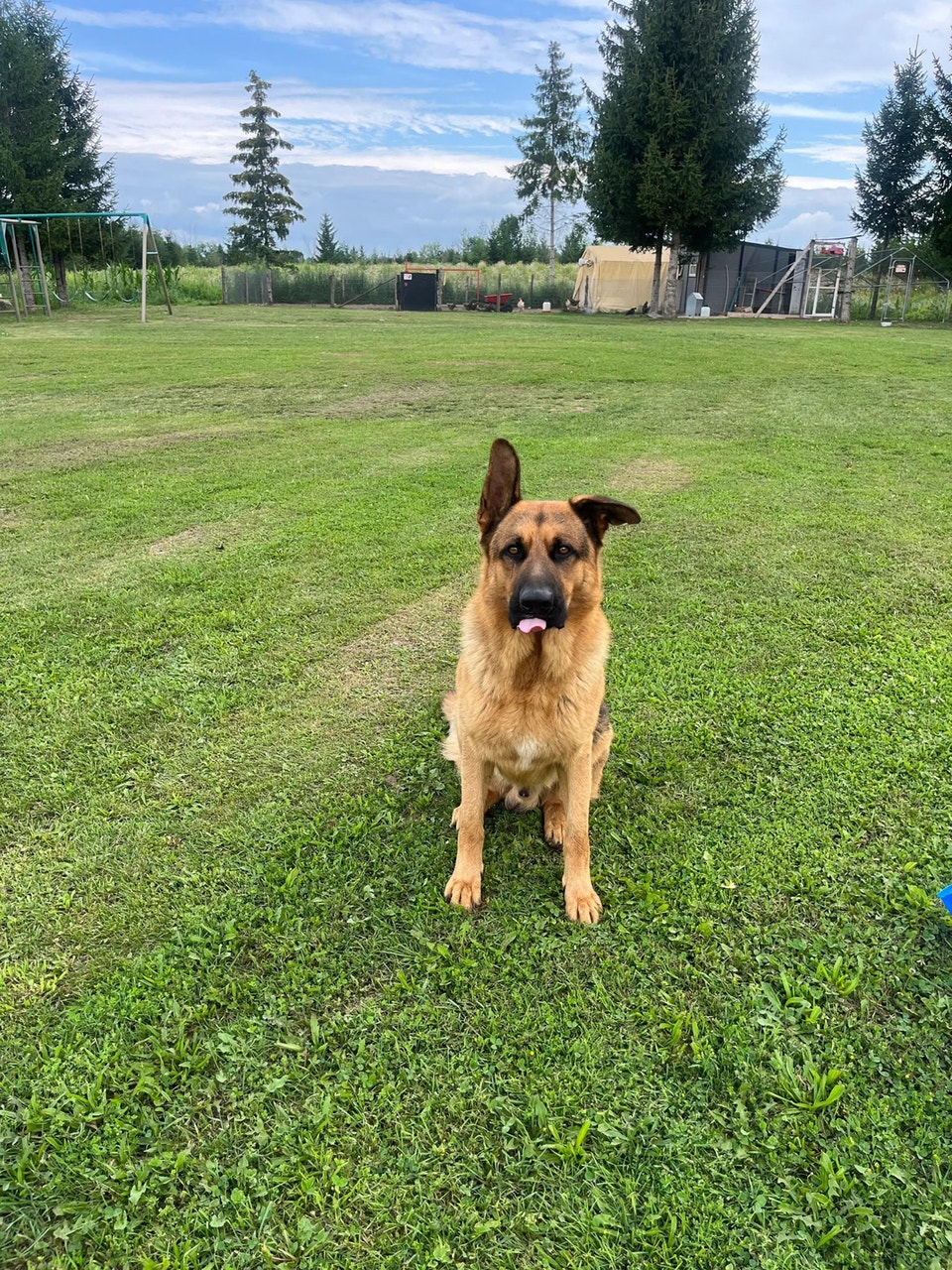 German Shepherd Looking for a Forever Home | Dogs & Puppies for ...