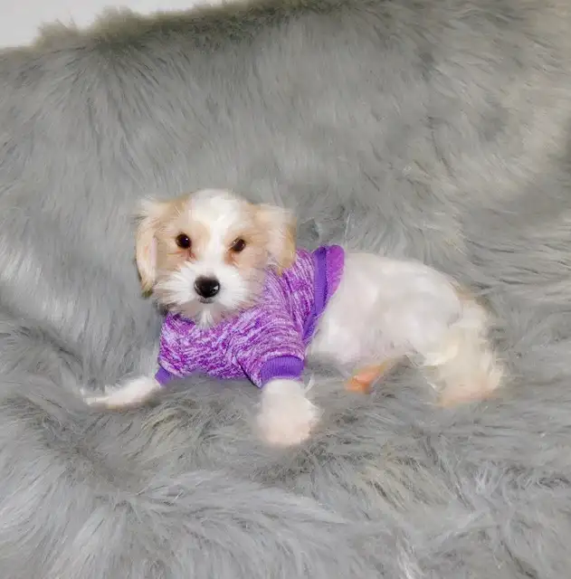 Chiot morkie male in Dogs & Puppies for Rehoming in City of Montréal - Image 8