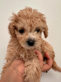Sweetest Toy Poodle Puppies