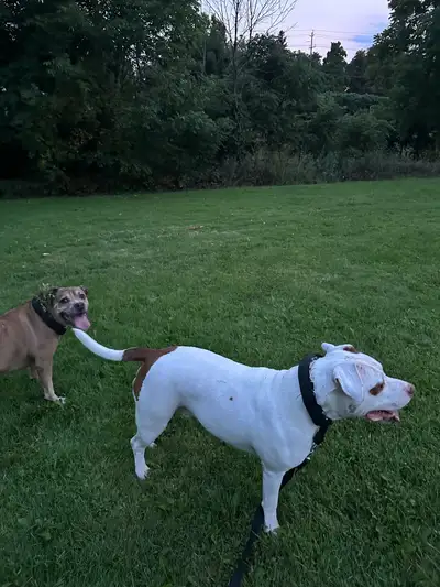 Two loving boy pitbulls looking for a new home. Brown is 10 and the other is 11. Both are friendly,...
