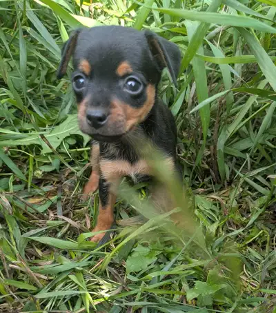 carlin x pinscher pups, View more