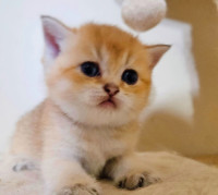 purebred british short hair golden shaded kitten cat