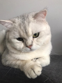 Beautiful Male British shorthair cat . looking for female.