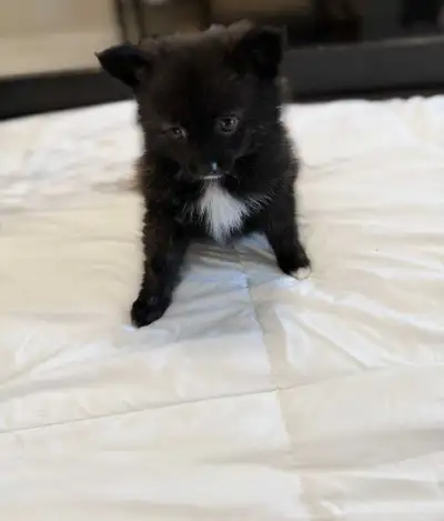 I have two Pomsky one male and the other female.