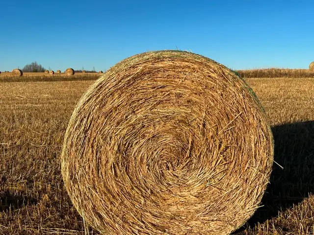 1550lb Oat Greenfeed Bales