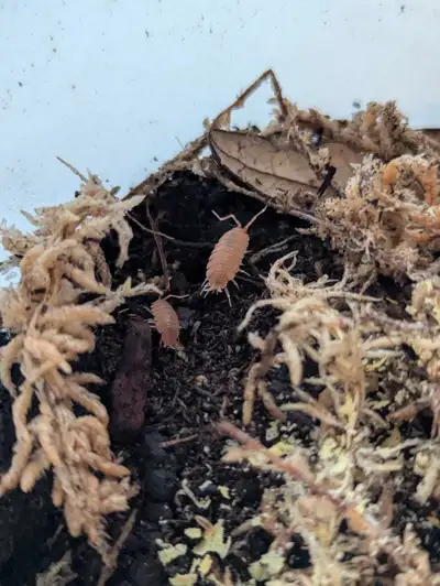 Bioactive Cleanup Crew: Isopods & Springtails – Calgary, View more