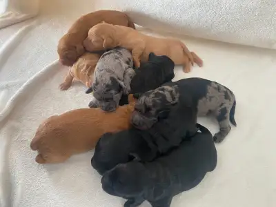 Medium Size Labradoodle Puppies, View more